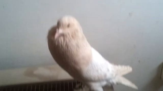 Дутыши голуби. смотреть онлайн