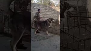 Алабай, гампр, кангал ..... Alabay, armyanski gampr, kangal