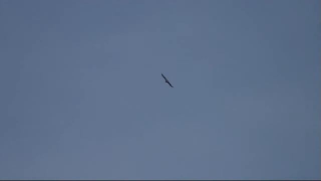 Прощание с Пахрой смотреть онлайн