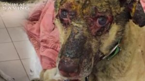 Собака спасла своего хозяина из пожара❗Обгоревшая собака стала никому не нужна