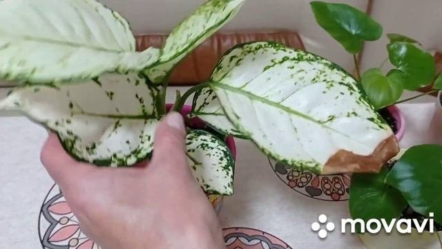 Комнатные растения/цветы. Пересадила комнатные растения, адаптация после пересадки.
