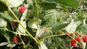 Малина АТЛАНТ с сумасшедшей урожайностью и такой же крупноплодностью