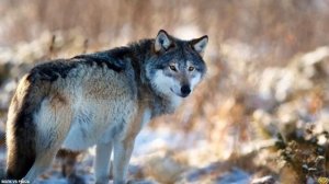 ВОЛК ОДИНОЧКА ПРОТИВ РЫСИ - КТО ПОБЕДИТ В БИТВЕ?