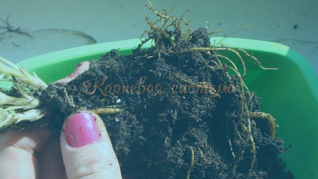 Клематисы. Мое первое знакомство с патио-сортами