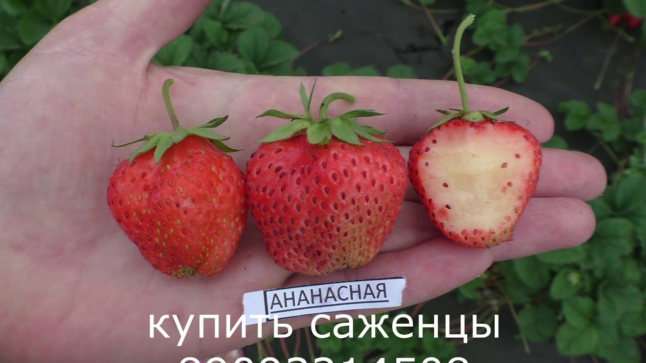 АНАНАСНАЯ очень вкусный сорт земляники садовой крупноплодной