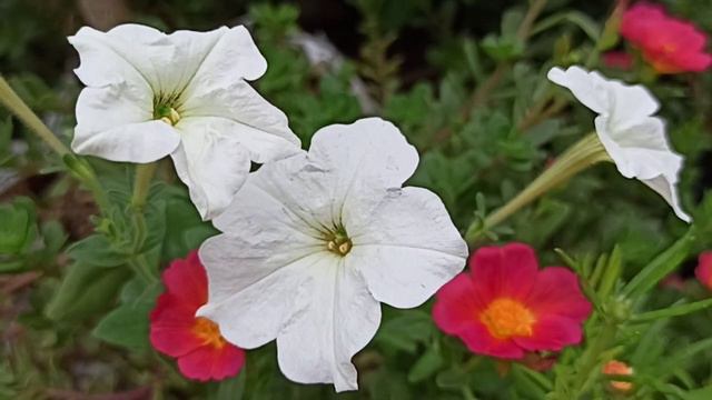 1264 - Petunia ko aap July me bhi grow kar sakte hain/wave Petunia saal bhar khilta rehta hai смотреть онлайн