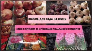 Красота для сада на весну.Луковицы тюльпанов и гиацинтов.