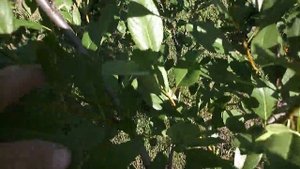 Сливово Вишнёвый гибрид. Пирамидальный и Мейнор.