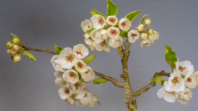 Blooming Flowers Timelapse|| Beautiful Flowers Blooming 🌺🌷🌺🌺 смотреть онлайн