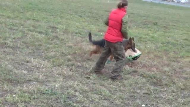 Дрессировка на защиту, немецкая овчарка. Команда "Фас"