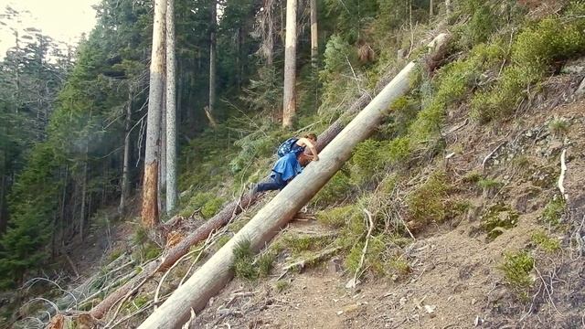 Лесные сказки смотреть онлайн