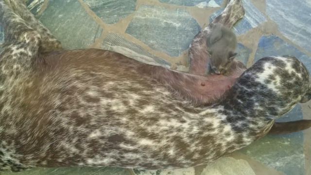 Собака усыновила котенка смотреть онлайн