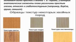 Текстура древесины