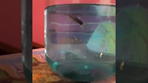 Моей рыбке полегчало. Помог Антипар.