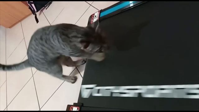 Кот на беговой дорожке смотреть онлайн
