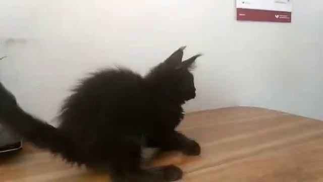 Черный солидный мальчик котенок Мейн-кун, 2 месяца, в продаже на сайте Мейн-куны Москвы