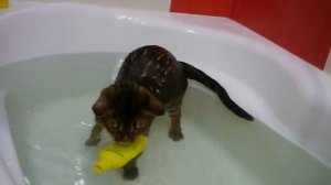 Бенгальский кот играет  в воде / The Bengal cat takes a bath.