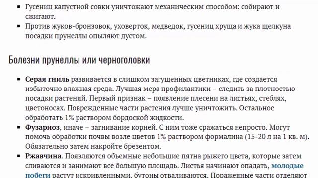 Прунелла крупноцветковая и обыкновенная выращивание из семян