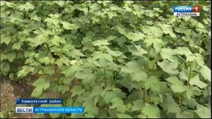 В Астраханской области началось массовое цветение хлопчатника