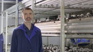 Грибная ферма на предприятии Кузбасский Бройлер