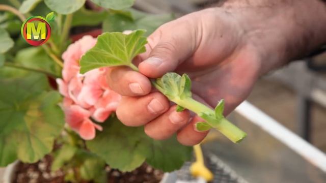 Черенкование Герани или Размножение Пеларгонии весной.