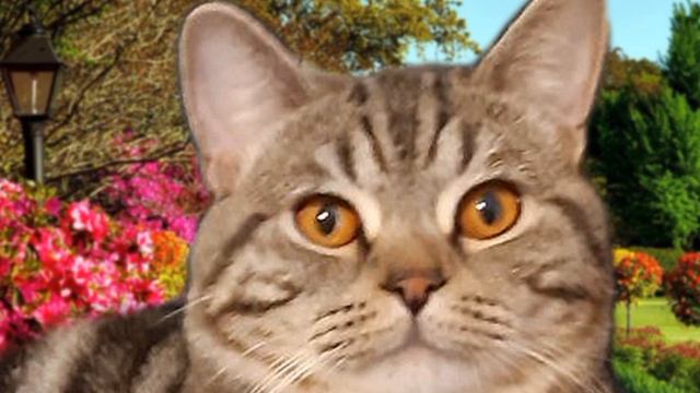 Морозные и жаркие лица Симбы смотреть онлайн