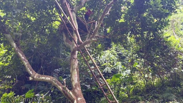 Building a Tree House with Bamboo and Wood on the River Bank | Green farm289 смотреть онлайн