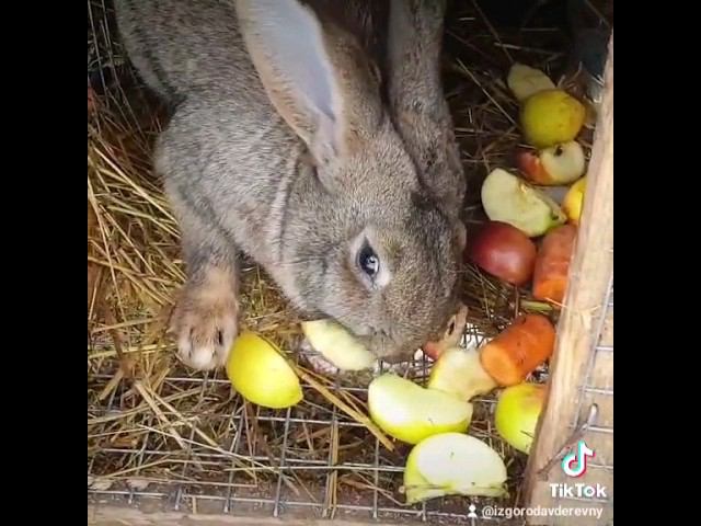 Чем кормлю своих зайцев #shorts