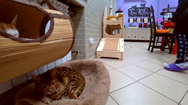 Степа и Ксюша посетили КОТОКАФЕ...покормили и поиграли с кошками...