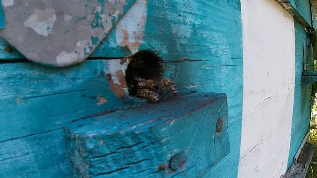 Пять ресурсов, которые необходимы пчёлам, для успешного развития весной. Иначе толку не будет. смотреть онлайн