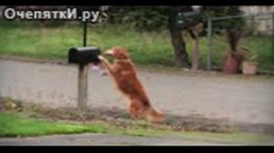 Собаки помощники