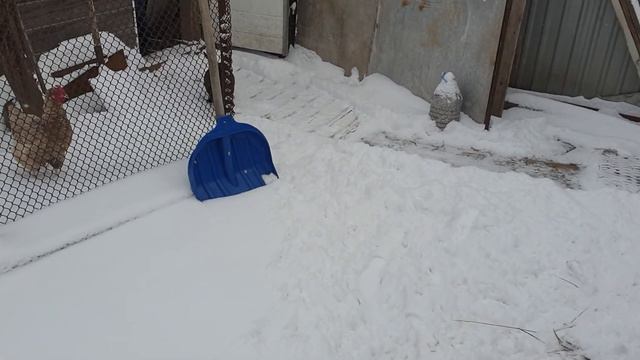 Кролик на снегу#обзор домашнего хозяйства #интереснаяжизньвпригороде#влог смотреть онлайн