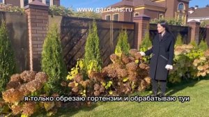 Что посадить вдоль забора? Идея с древовидной гортензией и туями