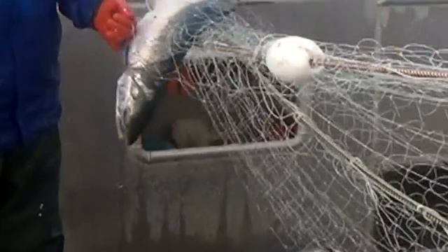 How to pick salmon out of a gillnet смотреть онлайн