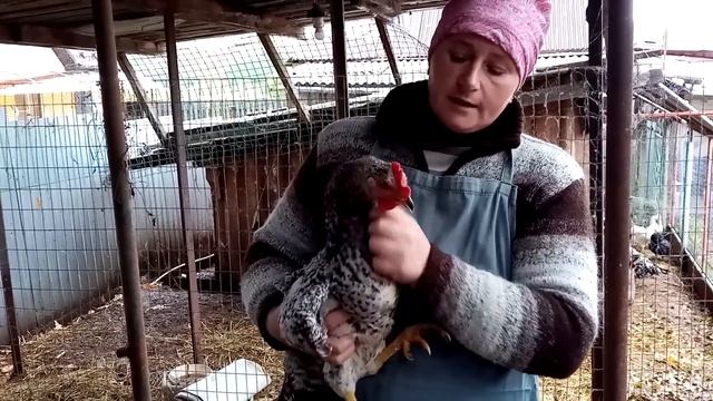Когда же занесутся куры молодки.