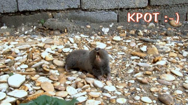 Крот смотреть онлайн