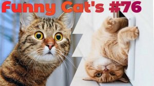 Смешные коты #76.mp4