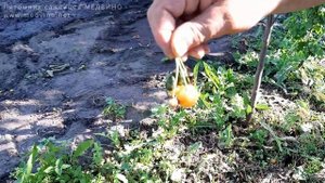 Как правильно рвать черешню и обзор черешни Румяное личико