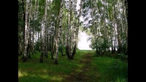 Евгений Росс "Березы России"