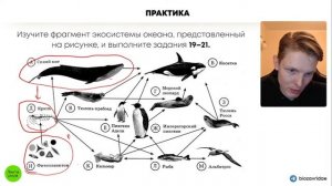 Задания на трофические цепи