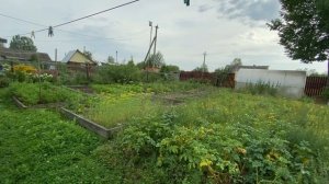 Август! Огород! Урожай! Лечо из кабачков! Рассольник на зиму из свежих огурцов! Жизнь в деревне!