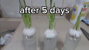 Easy way of growing garlic using empty plastic bottles#garden#plants