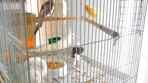 Содержание корелл и канареек в одной клетке