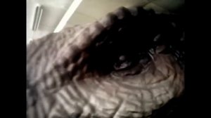 Выставка ШОУ. Возвращение ДИНОЗАВРОВ.