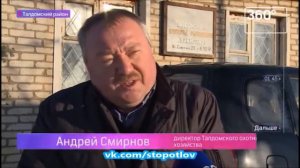 Волки в талдомском районе загрызли домашнюю собаку