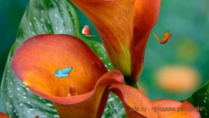 Калла обыкновенная оранжевый (kalla-mango) 🌿 оранжевый обзор: как сажать, луковицы каллы оранжевый