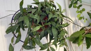 Цветущая hoya Parviflora splash