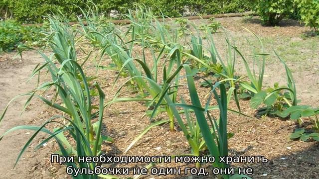 Семена чеснока — выращивание