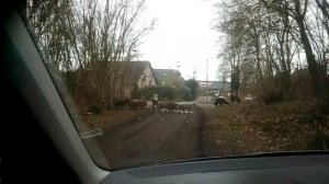 Verkehrsteilnehmer in lauenburg: Schafe