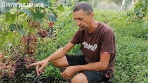Виноград Клаудиа Кардинале 2022г.